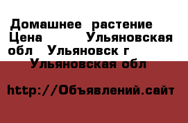 Домашнее  растение   › Цена ­ 500 - Ульяновская обл., Ульяновск г.  »    . Ульяновская обл.